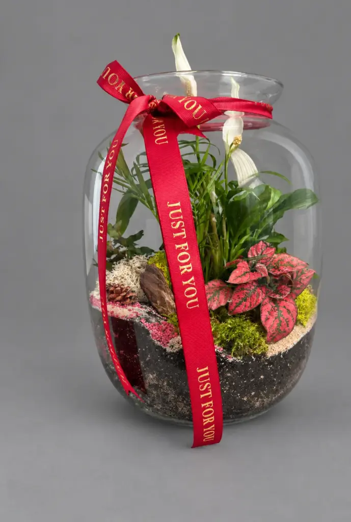 Terrarium w słoju ze skrzydłokwiatem, przewiązane czerwoną wstążką